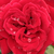 Czerwony  - Róża wielkokwiatowa - Hybrid Tea - Royal Velvet